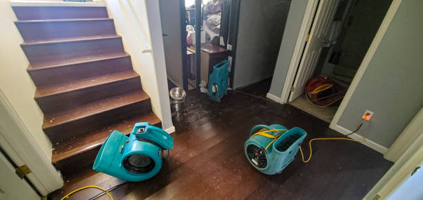 Best Local water damage restoration  in Homosassa, FL