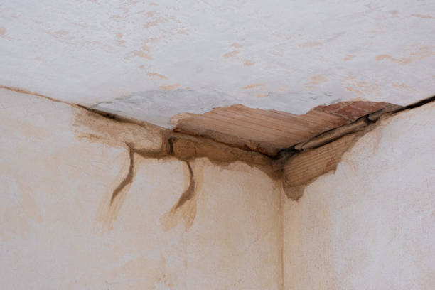 Best Local water damage restoration  in Homosassa, FL