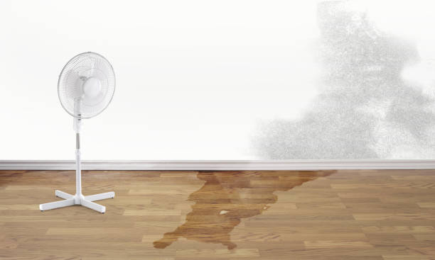 Best Water damage contractors near me  in Homosassa, FL