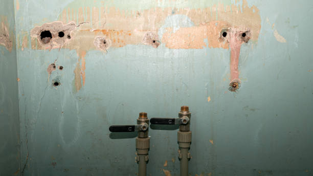 Best Carpet water damage restoration  in Homosassa, FL